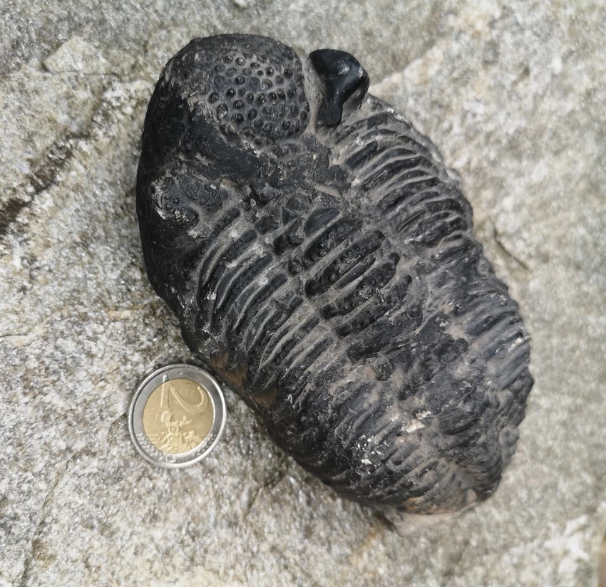 Trilobite